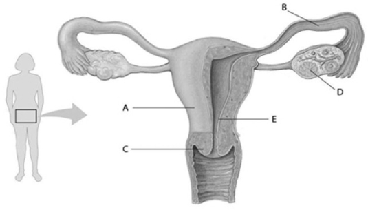 <strong>Refer to the accompanying figure, which diagrams the reproductive anatomy of the human female, to answer the question(s) below. In the accompanying figure, which letter points to the uterus?</strong> A) A B) B C) C D) D