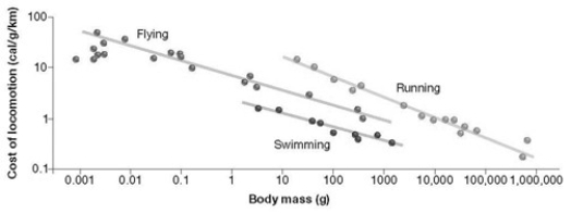 <strong> For a 100-gram animal, what is the most costly form of locomotion?</strong> A) swimming B) flying C) running D) peristalsis
