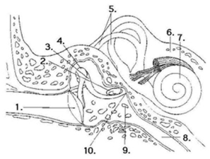 <strong>Refer to the accompanying diagram of the ear to answer the question(s) below. The structure involved in equalizing the pressure between the ear and the atmosphere is represented by which number?</strong> A) 7 B) 1 C) 8 D) 9 E) 10