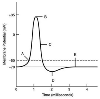 <strong>Refer to the following graph of an action potential to answer the question(s) below. The cell is not hyperpolarized; however, repolarization is in progress, as the sodium channels are closing or closed, and many potassium channels have opened at label ________.</strong> A) A B) B C) C D) D E) E