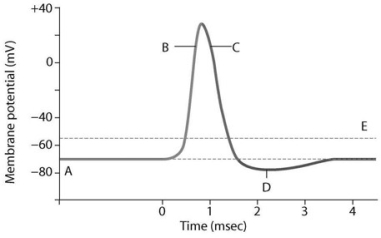 <strong> Which letter in the accompanying figure corresponds to a large influx of Na+ ions into the cell?</strong> A) A B) B C) C D) D E) E