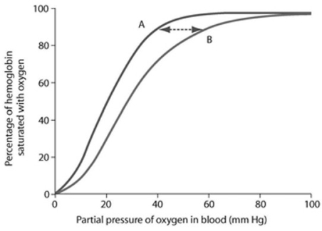 <strong> Based on the accompanying figure, showing fetal (A) and adult (B) oxygen-hemoglobin saturation curves, which of the following conclusions is TRUE?</strong> A) The mother binds oxygen with greater affinity than the fetus. B) Adult saturation occurs at lower partial pressures of oxygen than fetal saturation does. C) At 50 percent saturation, fetal blood will have a higher affinity for oxygen than adult blood will. D) As the partial pressure of oxygen increases, adult hemoglobin approaches saturation faster than fetal hemoglobin does.