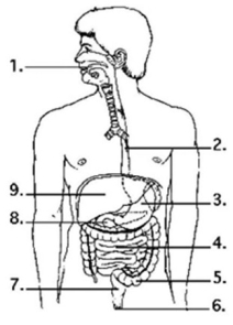 -Examine the digestive system structures in the accompanying figure. The agents that help emulsify fats are produced in location ________.