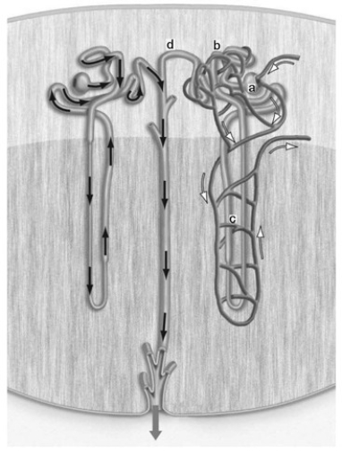 <strong> The accompanying figure shows a nephron. Filtration takes place in the structure labeled ________.</strong> A) a B) b C) c D) d