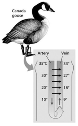 <strong> The thin horizontal arrows in the accompanying figure show that the ________.</strong> A) warmer arterial blood can bypass the legs as needed, when the legs are too cold to function well B) warmer venous blood transfers heat to the cooler arterial blood C) warmer arterial blood transfers heat to the cooler venous blood D) arterial blood is always cooler in the abdomen, compared to the temperature of the venous blood in the feet of the goose E) the goose's legs get progressively warmer as the blood moves away from the abdomen towards the feet