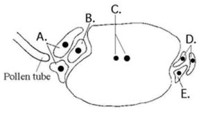 <strong> Based on the accompanying figure, after fertilization, which cell(s) give(s) rise to the embryo plant?</strong> A) A B) B C) C D) D E) E