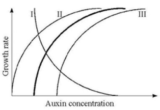 <strong> The heavy line in the accompanying figure illustrates the relationship between auxin concentration and cell growth in stem tissues. If the same range of concentrations were applied to lateral buds, what curve(s) would probably be produced?</strong> A) I B) II C) III D) II or III E) I or III