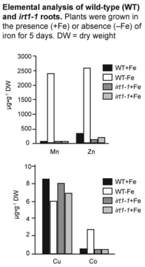 <strong>  The irt1 gene is responsible for most of the iron uptake activity in roots (Vert et al., Plant Cell 14 [2002]: 1223-33). To determine the specificity of the irt1 transporter in Arabidopsis plants, researchers measured the concentration of manganese, zinc, copper, and cobalt contained in wild-type and irt1-1 mutant plants. What conclusions about irt1 specificity can you draw from the data in the accompanying figure?</strong> A) Under iron-deficient conditions, irt1 is highly specific for iron. B) Under iron-deficient conditions, irt1 is important for the transport of iron and copper. C) irt1 is important for the transport of iron and copper independent of iron concentration. D) Under iron-deficient conditions, irt1 is necessary for the transport of zinc, manganese, and cobalt. E) irt1 participates in the transport of iron, zinc, manganese, and cobalt independent of iron concentration. <div style=padding-top: 35px> 