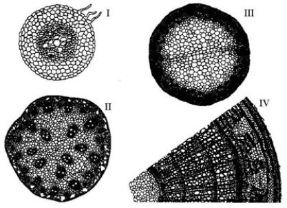 <strong>The following questions are based on the drawings of root or stem cross sections shown in the accompanying figure. Refer to the figure. A monocot stem is represented by ________.</strong> A) I only B) II only C) III only D) IV only E) I and III