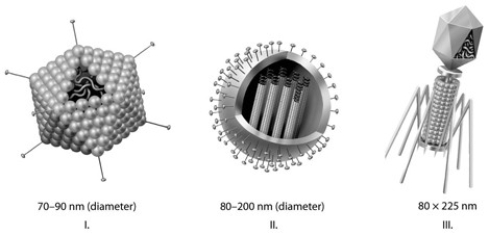 <strong> Which of the three types of viruses shown in the accompanying figure has a capsid?</strong> A) I only B) II only C) III only D) I and II only E) I, II, and III