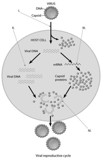 <strong> In the accompanying figure, at the arrow marked II, what enzyme(s) are being utilized?</strong> A) reverse transcriptase B) viral DNA polymerase C) host cell DNA polymerase D) host cell RNA polymerase E) host cell DNA and RNA polymerases
