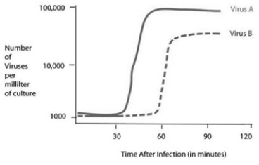 <strong>Use the accompanying figure and information to answer the question(s) below. Using the data in the figure, how long does it take for virus A to go through one lytic cycle?</strong> A) 15 minutes B) 30 minutes C) 45 minutes D) 90 minutes