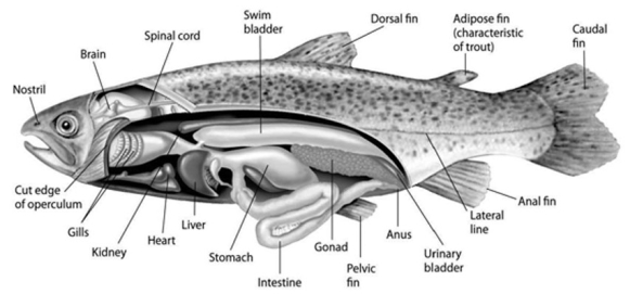 <strong>Use the accompanying figure and information to answer the question(s) below. Which graph properly depicts the relationship between the amount of gas in the swim bladder and the density of the fish?</strong> A) B) C) D) E) Graph with density on the x-axis and amount of gas in swim bladder on the y-axis. Both axes are unscaled, increasing. A line increases steeply from the origin and then flattens near the top of the y-axis.