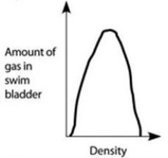 <strong>Use the accompanying figure and information to answer the question(s) below. Which graph properly depicts the relationship between the amount of gas in the swim bladder and the density of the fish?</strong> A) B) C) D) E) Graph with density on the x-axis and amount of gas in swim bladder on the y-axis. Both axes are unscaled, increasing. A line increases steeply from the origin and then flattens near the top of the y-axis.