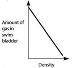 <strong>Use the accompanying figure and information to answer the question(s) below. Which graph properly depicts the relationship between the amount of gas in the swim bladder and the density of the fish?</strong> A) B) C) D) E) Graph with density on the x-axis and amount of gas in swim bladder on the y-axis. Both axes are unscaled, increasing. A line increases steeply from the origin and then flattens near the top of the y-axis.