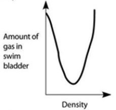 <strong>Use the accompanying figure and information to answer the question(s) below. Which graph properly depicts the relationship between the amount of gas in the swim bladder and the density of the fish?</strong> A) B) C) D) E) Graph with density on the x-axis and amount of gas in swim bladder on the y-axis. Both axes are unscaled, increasing. A line increases steeply from the origin and then flattens near the top of the y-axis.