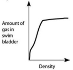 <strong>Use the accompanying figure and information to answer the question(s) below. Which graph properly depicts the relationship between the amount of gas in the swim bladder and the density of the fish?</strong> A) B) C) D) E) Graph with density on the x-axis and amount of gas in swim bladder on the y-axis. Both axes are unscaled, increasing. A line increases steeply from the origin and then flattens near the top of the y-axis.