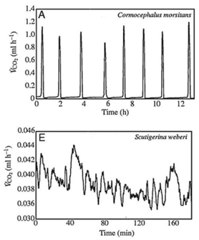 <strong>Use the following information to answer the question(s) below. Many terrestrial arthropods exchange gases with their environments by using tracheae, tubes that lead from openings (called spiracles) in the animal's exoskeleton or cuticle directly to the animal's tissues. Some arthropods can control whether their spiracles are open or closed; opening the spiracles allows carbon dioxide produced in the tissues to travel down the tracheae and be released outside the animal. Klok et al. measured the carbon dioxide emitted over time (represented by VCO2) by several species of centipedes. The figure below presents graphs of their results for two species, Cormocephalus morsitans and Scutigerina weberi. (C. J. Klok, R. D. Mercer, and S. L. Chown. 2002. Discontinuous gas-exchange in centipedes and its convergent evolution in tracheated arthropods. Journal of Experimental Biology 205:1019-29.) Copyright 2002 The Company of Biologists and the Journal of Experimental Biology. On which body segment are arthropod wings attached?</strong> A) head B) abdomen C) thorax D) evenly split between the abdomen and thorax