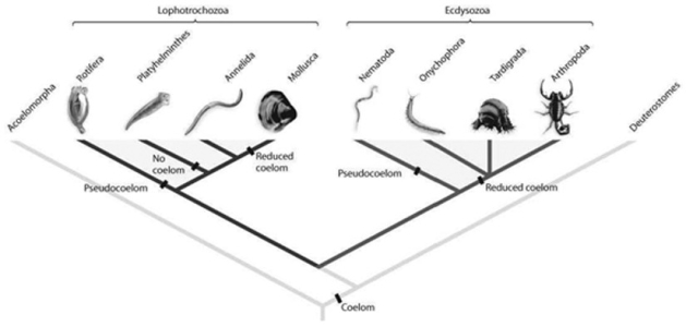 <strong> Refer to the accompanying figure. Suppose new molecular analyses indicated that the phylum Annelida had diverged from the arthropod lineage after Onychophora and Tardigrada. What would this imply about protostome evolution? 1) Segmentation evolved only once within protostomes. 2) The annelid lineage gained and then lost the ability to molt. 3) The annelid lineage gained and then lost jointed limbs.</strong> A) 1, 2, and 3 B) 2 and 3 C) only 3 D) 1 and 2 E) 1 and 3