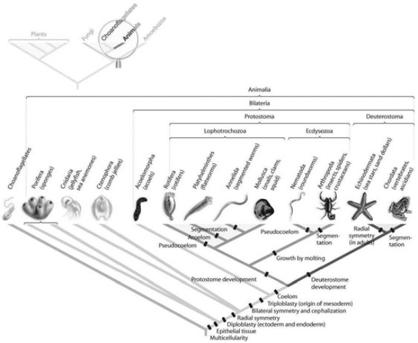<strong> Which morphological trait evolved more than once in animals, according to the phylogeny based on DNA sequence data found in the accompanying figure?</strong> A) coelom B) bilateral symmetry C) segmentation D) tissue E) protostome development