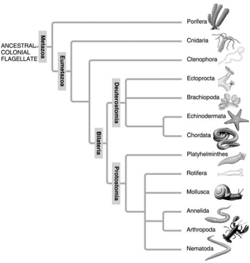 <strong>A: Morphological phylogeny. B: Molecular phylogeny. In the traditional morphological phylogeny (A), the phylum Platyhelminthes is depicted as a sister taxon to the rest of the protostome phyla and as having diverged earlier from the lineage that led to the rest of the protostomes. In the molecular phylogeny (B), Platyhelminthes is depicted as a lophotrochozoan phylum. What probably led to this change?</strong> A) Platyhelminthes ceased to be recognized as true protostomes. B) Similarity of genetic information has led to realization that some morphological features are evolutionarily flexible (e.g., coelom formation) and so cannot be used as a diagnostic character. C) All Platyhelminthes must have a well-developed lophophore as their feeding apparatus. D) Platyhelminthes' close genetic ties to the arthropods became clear as their Hox gene sequences were studied.