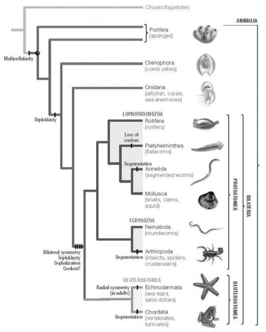 <strong>A: Morphological phylogeny. B: Molecular phylogeny. In the traditional morphological phylogeny (A), the phylum Platyhelminthes is depicted as a sister taxon to the rest of the protostome phyla and as having diverged earlier from the lineage that led to the rest of the protostomes. In the molecular phylogeny (B), Platyhelminthes is depicted as a lophotrochozoan phylum. What probably led to this change?</strong> A) Platyhelminthes ceased to be recognized as true protostomes. B) Similarity of genetic information has led to realization that some morphological features are evolutionarily flexible (e.g., coelom formation) and so cannot be used as a diagnostic character. C) All Platyhelminthes must have a well-developed lophophore as their feeding apparatus. D) Platyhelminthes' close genetic ties to the arthropods became clear as their Hox gene sequences were studied.