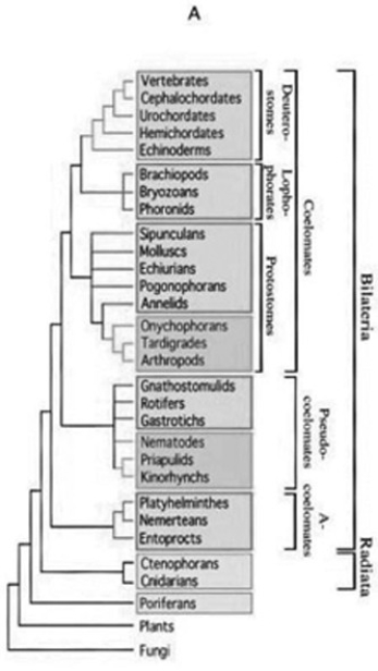 <strong>Use the following information and figure to answer the question below. In a review paper published in 2000, Adoutte et al. examined some animal phylogenies generated by comparing the ribosomal RNA (rRNA) of animals from many different phyla. They then integrated these independently created phylogenies into one phylogeny that best fit all the data. The figure below compares a traditional phylogeny based on morphological characteristics (A) to the new molecular-based phylogeny described by Adoutte et al. (B). Note that platyhelminthes, nemerteans, and entoprocts, which do not have coeloms and are classified as acoelomates in the morphological phylogeny, are reclassified as lophotrochozoans in the molecular phylogeny. Similarly, groups classified as pseudocoelomates in the morphological phylogeny are reclassified as either lophotrochozoans or ecdysozoans in the molecular phylogeny; other lophotrochozoans and ecdysozoans have coeloms. Copyright 2000 National Academy of Sciences, U.S.A. (A. Adoutte, G. Balavoine, N. Lartillot, O. Lespinet, B. Prud'homme, and R. de Rosa. 2000. The new animal phylogeny. Proceedings of the National Academy of Sciences USA 97(9):4453-56.) What does this reclassification based on molecular data imply about the evolution of acoelomates, pseudocoelomates, and coelomates?</strong> A) Pseudocoelomates can be seen as an intermediate stage between acoelomate and coelomate development. B) Although acoelomates and pseudocoelomates evolved only once, coelomates evolved multiple times in different lineages. C) Only the animals that evolved earliest are acoelomates. D) Some pseudocoelomates and acoelomates have evolved from coelomates.