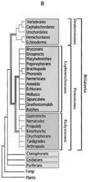 <strong>Use the following information and figure to answer the question below. In a review paper published in 2000, Adoutte et al. examined some animal phylogenies generated by comparing the ribosomal RNA (rRNA) of animals from many different phyla. They then integrated these independently created phylogenies into one phylogeny that best fit all the data. The figure below compares a traditional phylogeny based on morphological characteristics (A) to the new molecular-based phylogeny described by Adoutte et al. (B). Note that platyhelminthes, nemerteans, and entoprocts, which do not have coeloms and are classified as acoelomates in the morphological phylogeny, are reclassified as lophotrochozoans in the molecular phylogeny. Similarly, groups classified as pseudocoelomates in the morphological phylogeny are reclassified as either lophotrochozoans or ecdysozoans in the molecular phylogeny; other lophotrochozoans and ecdysozoans have coeloms. Copyright 2000 National Academy of Sciences, U.S.A. (A. Adoutte, G. Balavoine, N. Lartillot, O. Lespinet, B. Prud'homme, and R. de Rosa. 2000. The new animal phylogeny. Proceedings of the National Academy of Sciences USA 97(9):4453-56.) What does this reclassification based on molecular data imply about the evolution of acoelomates, pseudocoelomates, and coelomates?</strong> A) Pseudocoelomates can be seen as an intermediate stage between acoelomate and coelomate development. B) Although acoelomates and pseudocoelomates evolved only once, coelomates evolved multiple times in different lineages. C) Only the animals that evolved earliest are acoelomates. D) Some pseudocoelomates and acoelomates have evolved from coelomates.