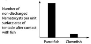 <strong>Use the following information to answer the question below. An elementary school science teacher decided to liven up the classroom with a saltwater aquarium. Knowing that saltwater aquaria can be quite a hassle, the teacher proceeded stepwise. First, the teacher conditioned the water. Next, the teacher decided to stock the tank with various marine invertebrates, including a polychaete, a siliceous sponge, several bivalves, a shrimp, several sea anemones of different types, a colonial hydra, a few coral species, an ectoproct, a sea star, and several herbivorous gastropod varieties. Lastly, she added some vertebrates-a parrotfish and a clownfish. She arranged for daily feedings of copepods and feeder fish. The clownfish readily swims among the tentacles of the sea anemones; the parrotfish avoids them. One hypothesis for the clownfish's apparent immunity is that they slowly build a tolerance to the sea anemone's toxin. A second hypothesis is that a chemical in the mucus that coats the clownfish prevents the nematocysts from being triggered. Which of the following graphs supports the second, but not the first, of these hypotheses?</strong> A) B) C) D)