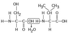 <strong> The chemical reaction illustrated in the accompanying figure ________.</strong> A) is a hydrolysis reaction B) results in a peptide bond C) joins two fatty acids together D) links two polymers to form a monomer E) joins two phospholipids in a bilayer