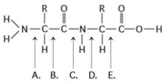 <strong>Refer to the accompanying figure to answer the following question(s). Which bond is closest to the amino group of the molecule?</strong> A) A B) B C) C D) D E) E