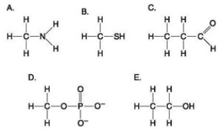 <strong> Which molecule shown above contains an amino functional group but is NOT an amino acid?</strong> A) A B) B C) C D) D E) E