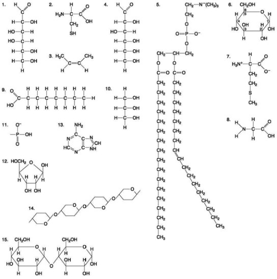 <strong>The following question(s) are based on the 15 molecules illustrated in the accompanying figure. Each molecule may be used once, more than once, or not at all. Which of the following molecules is an amino acid with a hydrophobic R-group or side chain?</strong> A) 3 B) 7 C) 10 D) 12 E) 13