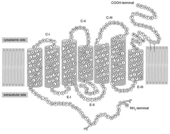<strong>Refer to the following paragraph and accompanying figure to answer the following question(s). If you were reading off the sequence of amino acids in the figure to a biologist friend, what should the first three letters be?</strong> A) M-N-G B) A-P-A C) It does not matter, since the protein has no polarity or directionality.