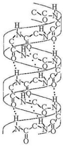 <strong> The structural level of a protein LEAST affected by a disruption in hydrogen bonding is the ________.</strong> A) primary level B) secondary level C) tertiary level D) quaternary level E) All structural levels are equally affected by a disruption in hydrogen bonding.