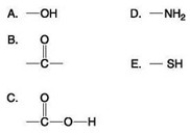 <strong> Which of the groups shown above is a functional group that helps stabilize proteins by forming covalent cross-links within or between protein molecules?</strong> A) A B) B C) C D) D E) E