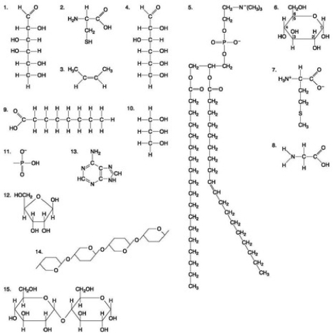 <strong>The following questions are based on the 15 molecules illustrated in the accompanying figure. Each molecule may be used once, more than once, or not at all. Which of the following molecules act as building blocks (monomers) of polypeptides?</strong> A) 1, 4, and 6 B) 2, 7, and 8 C) 7, 8, and 13 D) 11, 12, and 13 E) 12, 13, and 15
