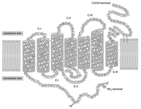 <strong>Refer to the following paragraph and accompanying figure to answer the following question(s). How many times does the protein in the figure cross the cell membrane?</strong> A) 1 B) 3 C) 4 D) 7