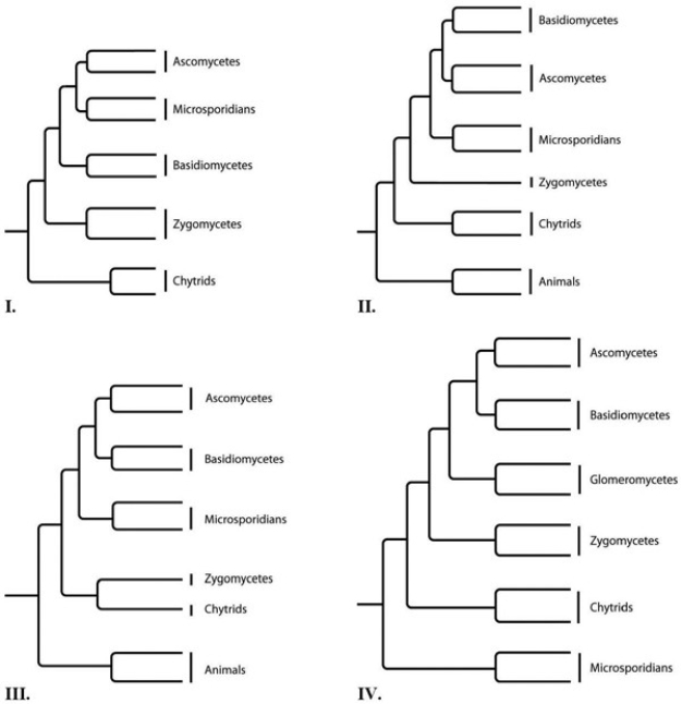 <strong>The question(s) below refer to the following phylogenetic trees. Which tree depicts the microsporidians as a sister group of the fungi, rather than as a fungus?</strong> A) I B) II C) III D) IV