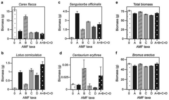 <strong>Use the following information to answer the question(s) below. Canadian and Swiss researchers wanted to know if the diversity of arbuscular mycorrhizal fungi (AMF) was important to the productivity of grasslands (M.G.A. van der Heijden, J. N. Klironomos, M. Ursic, P. Moutoglis, R. Streitwolf-Engel, T. Boler, A. Wiemken, and I. R. Sanders. 1998. Mycorrhizal fungal diversity determines plant biodiversity, ecosystem variability and productivity. Nature 396:69-72). Specifically, they wanted to know if it mattered which specific AMF species were present, or just that some type of AMF was present. They grew various plants in combination with one of four AMF species (A, B, C, and D), no AMF species (O), or all four AMF species together (A + B + C + D); and they measured plant growth under each set of conditions. All plant species were grown in each plot, so they always competed with each other with the only difference being which AMF species were present. On the graphs below, the x-axis labels indicate the number and identity of AMF species (bar 0 = no fungi; bars A-D = individual AMF species; bar A + B + C + D = all AMF species together). The y-axis indicates the amount (grams) of plant biomass for the species shown in italics above each graph. Graph (e) is the total biomass (grams) of all 11 plant species combined; graph (f) is the biomass of Bromus erectus plants only, separated from the total. Based on graphs in the accompanying figure, which of the following is the best description of the data supporting the idea that a plant species did not form mycorrhizae with a fungus? Its biomass is greatest when ________.</strong> A) no AMF are present B) AMF fungus A is present C) AMF fungus B is present D) AMF fungus C is present E) all AMF are present