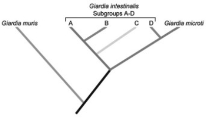 <strong> According to the phylogenetic tree in the accompanying figure, G. intestinalis constitutes a ________ group.</strong> A) paraphyletic B) monophyletic C) polyphyletic