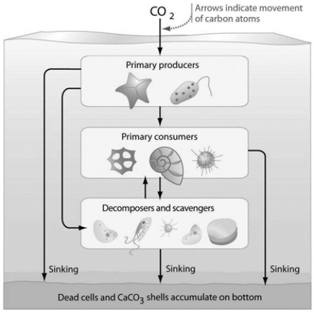 <strong> Which of the following might be a result of adding a secondary consumer to the aquatic ecosystem in the accompanying illustration?</strong> A) a decrease in the number of primary consumers B) a decrease in the population of decomposers C) an increase in atmospheric carbon dioxide D) an increase in the population of scavengers E) a decrease in the carbon sink