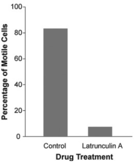 <strong>Use the following information to answer the question(s) below. The mechanism of cell crawling in protist species is not well defined. Pseudopodia extension involves interactions between actin and myosin (the same molecules that are involved in vertebrate muscle contraction). However, prior to the study described below, no one had provided convincing data that actin and myosin were actually involved in cell crawling in protists. Anatomical studies had identified the cytoskeletal protein actin just below the surface of the cell membrane in several species of protist, but physiological studies had failed to show a functional link between actin, myosin, and cell crawling. In a study by N. Poulsen et al. (Diatom gliding is the result of an actin-myosin motility system, Cell Motility and the Cytoskeleton 44 (1999):23-22), researchers tested whether motility in a particular species of diatom involves interactions between actin and myosin. Refer to the study by Poulsen et al. and the accompanying figure. The data graphed in the figure could be an artifact if latrunculin A kills this species of diatoms (that is, that may be why the cells are not moving). Which of the following would be the best evidence that latrunculin A is NOT killing the cells?</strong> A) When the toxin was washed off the culture, the cells began to move again. B) There were still a small percentage of motile cells in the culture treated with the toxin. C) Most of the cells in the control were moving, indicating that they were alive. D) When the toxin was applied to another species of diatom, 25 percent of them continued to move.