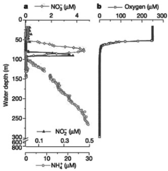 <strong> Bacteria able to perform the NH4+ + NO2− → N2 + 2H2O reaction have been discovered in laboratory bioreactors and wastewater treatment systems. Researchers predicted that these bacteria should exist in oceans. They measured the concentration of NH4+, NO2−, NO3−, and O2 in the Black Sea as a function of water depth (M. Kuypers et al. 2003 Anaerobic ammonium oxidation by anammox bacteria in the Black Sea. Nature 422:608-11) to determine where in the sea the bacteria might live. By analyzing data presented in the accompanying figure, at what depth would you expect to find the bacteria? (Note: In the figure, different scales are used to show concentrations of NH4+, NO2−, NO3−, and O2.)</strong> A) in the top 5 meters B) in the top 50 meters C) at a depth of 75 meters D) at a depth of 92 meters E) below 100 meters