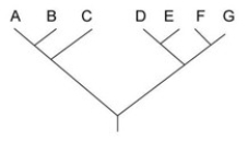<strong>Use the following tree to answer the question below. Which of the following trees, if any, depicts the same relationship among species as shown above?</strong> A) B) C) D) None of the above.