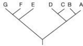 <strong>Use the following tree to answer the question below. Which of the following trees, if any, depicts the same relationship among species as shown above?</strong> A) B) C) D) None of the above.