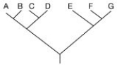 <strong>Use the following tree to answer the question below. Which of the following trees, if any, depicts the same relationship among species as shown above?</strong> A) B) C) D) None of the above.