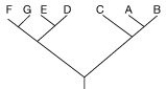 <strong>Use the following tree to answer the question below. Which of the following trees, if any, depicts the same relationship among species as shown above?</strong> A) B) C) D) None of the above.