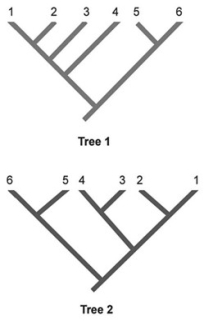 <strong> In the accompanying phylogenetic trees, numbers represent species and the same species are shown in both trees. Which two species are represented as sister species in Tree 2 but are not shown as sister species in Tree 1?</strong> A) 1 and 2 B) 2 and 3 C) 3 and 4 D) 4 and 5 E) 5 and 6