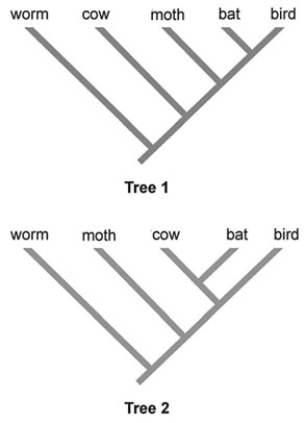 <strong> Considering the phylogenetic trees above as strictly hypothetical and applying the principle of parsimony to the trait ability to fly, which of the two phylogenetic trees shown is better?</strong> A) Tree 1 B) Tree 2 C) Both trees are equally parsimonious. D) Since the trees show different evolutionary relationships, you cannot determine which is more parsimonious.